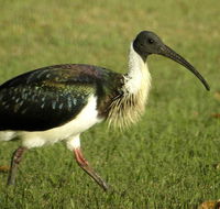 Toowoomba Bicentennial Waterbird Habitat - Accommodation NT