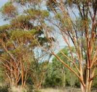 Myall Park Botanic Garden - Accommodation NT