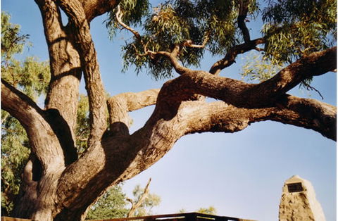 Burke And Wills Dig Tree - Accommodation NT 1