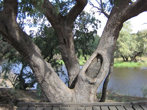 Burke And Wills Dig Tree - Accommodation NT 2