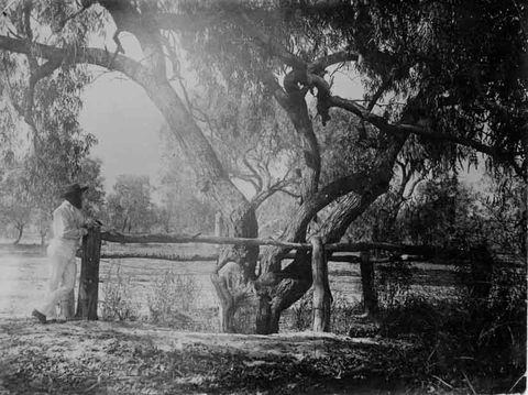 Burke And Wills Dig Tree - Accommodation NT 4