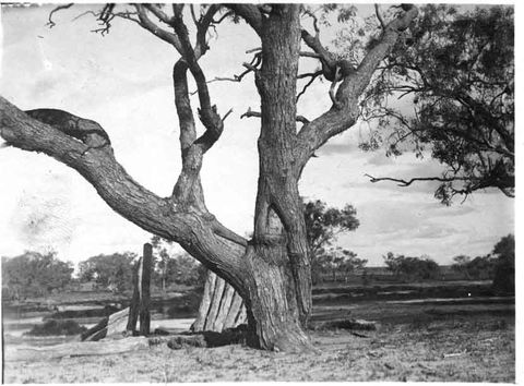 Burke And Wills Dig Tree - Accommodation NT 5