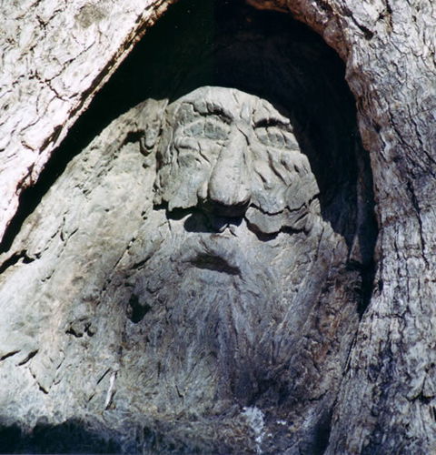 Burke And Wills Dig Tree - Accommodation NT 7