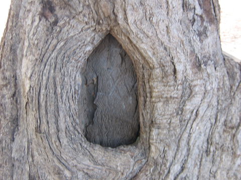 Burke And Wills Dig Tree - Accommodation NT 10