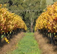 Wild Dog Winery  Restaurant - Accommodation NT