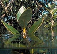 Jawbone Marine Sanctuary - Accommodation NT