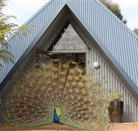 Halls Gap Zoo - Accommodation NT