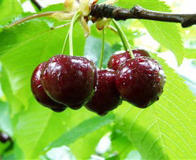 Red Hill Cherry Farm - Accommodation NT 0