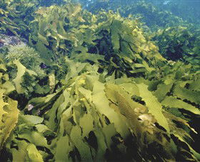 Barwon Bluff Marine Sanctuary - Accommodation NT 0