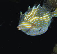 Mushroom Reef Marine Sanctuary - Accommodation NT