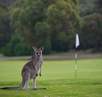 Anglesea Golf Club - Accommodation NT