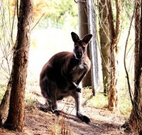 Great Ocean Road Wildlife Park - Accommodation NT