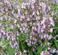 Otway Herbs - Accommodation NT