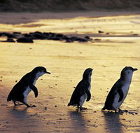 Phillip Island Nature Park - Accommodation NT
