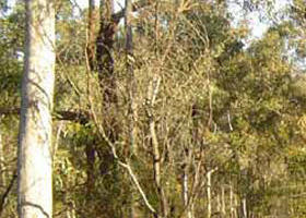 Warby-Ovens National Park - Accommodation NT 0