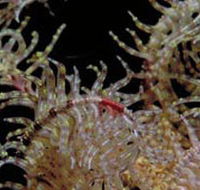 Point Danger Marine Sanctuary - Accommodation NT