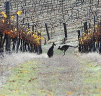 Blue Pyrenees Estate - Accommodation NT