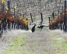 Blue Pyrenees Estate - NT Tourism 0