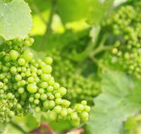 Waratah Hills Vineyard - Accommodation NT