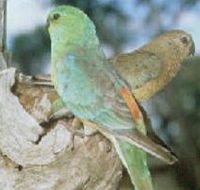 Lake Albacutya Regional Park - Accommodation NT