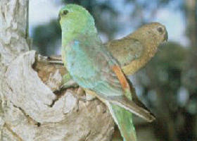 Lake Albacutya Regional Park - Accommodation NT 0