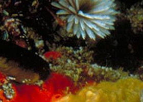 Point Cooke Marine Sanctuary - Accommodation NT 0