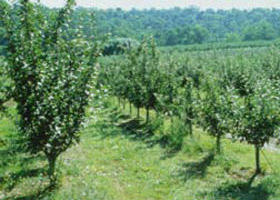 Pettys Orchard - Accommodation NT 0