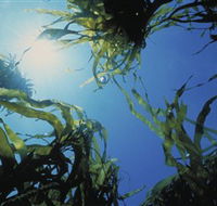 Marengo Reefs Marine Sanctuary - Accommodation NT