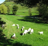 Goats of Gaia Soap - Accommodation NT