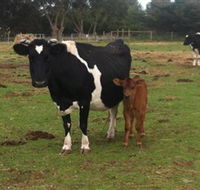 Animal Land Children's Farm - Accommodation NT