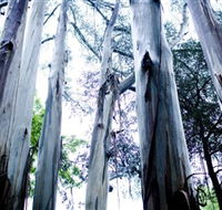 Dandenong Ranges National Park - Accommodation NT