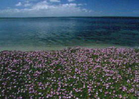 The Lakes National Park - Accommodation NT 0