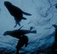 The Arches Marine Sanctuary - Accommodation NT