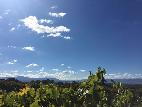 GREENSTONE VINEYARDS - Accommodation NT 5