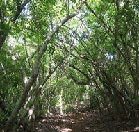 Eucalypt Trail
