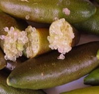 Sandy Creek Olives and Finger Limes - Accommodation NT