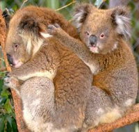Shoalhaven Zoo - Accommodation NT