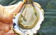 The Oyster Pot - thumb 0