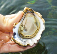 The Oyster Pot - Accommodation NT