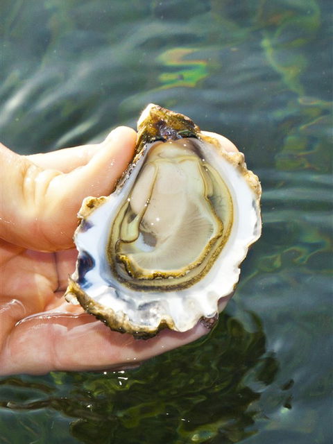 The Oyster Pot - Accommodation NT 0
