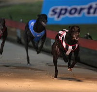Dapto Dogs - Accommodation NT