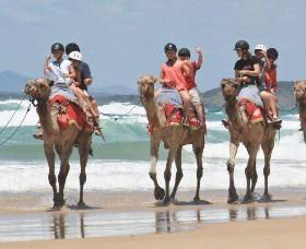 Camel Rides With Coffs Coast Camels - Accommodation NT 0