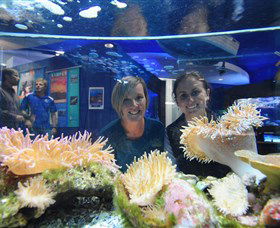 Solitary Islands Aquarium - Accommodation NT 0