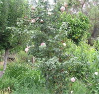 Tombstone Estate Vineyard - Accommodation NT