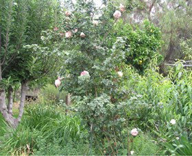 Tombstone Estate Vineyard - Accommodation NT 0