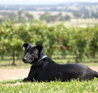 Moothi Estate Vineyard and Cellar Door - Accommodation NT