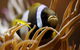 Solitary Islands Aquarium - thumb 1