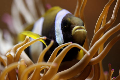 Solitary Islands Aquarium - Accommodation NT 1