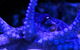 Solitary Islands Aquarium - thumb 2