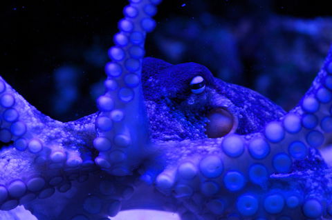 Solitary Islands Aquarium - Accommodation NT 2